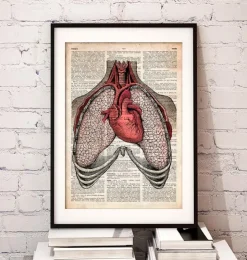 Herz und Lunge - Altes Wörterbuch | Codex Anatomicus Outlet
