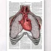 Herz und Lunge Anatomie - Wörterbuch | Codex Anatomicus Hot
