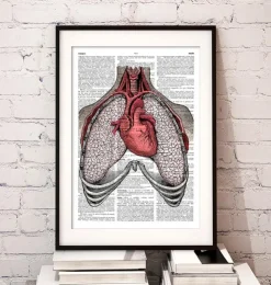 Herz und Lunge Anatomie - Wörterbuch | Codex Anatomicus Hot