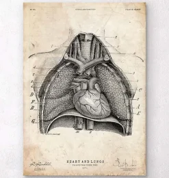 Herz und Lunge Anatomie Kunst II | Codex Anatomicus New