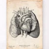Herz und Lunge Anatomie Kunst I | Codex Anatomicus Outlet