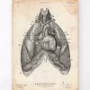 Herz und Lunge Anatomie Kunst III | Codex Anatomicus Best