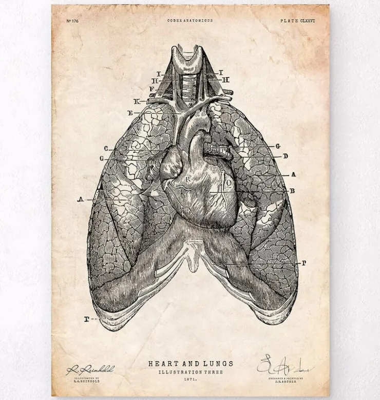 Herz und Lunge Anatomie Kunst III | Codex Anatomicus Best