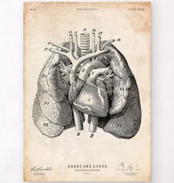 Herz und Lunge Anatomie Kunst I | Codex Anatomicus Outlet