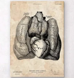 Herz und Lunge Anatomie Kunst IV | Codex Anatomicus Hot