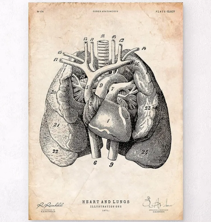 Herz und Lunge Anatomie Kunst I | Codex Anatomicus Outlet
