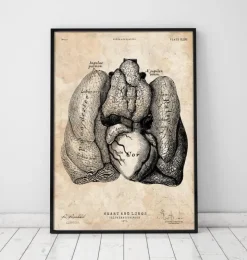 Herz und Lunge Anatomie Kunst IV | Codex Anatomicus Hot