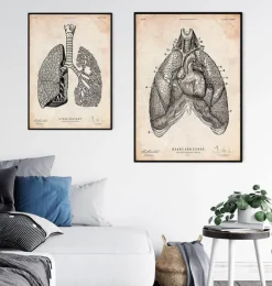 Herz und Lunge Anatomie Kunst III | Codex Anatomicus Best
