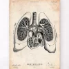Herz und Lunge Anatomie V | Codex Anatomicus Discount