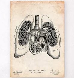 Herz und Lunge Anatomie V | Codex Anatomicus Discount