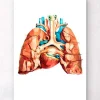 Herz und Lungen Anatomie | Codex Anatomicus Best