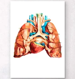 Herz und Lungen Anatomie | Codex Anatomicus Best