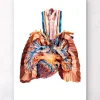 Herz und Lungen Anatomie III | Codex Anatomicus Discount