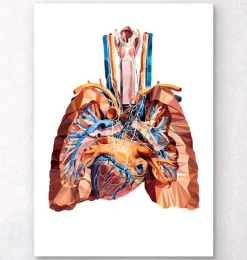 Herz und Lungen Anatomie III | Codex Anatomicus Discount