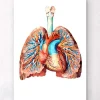 Herz und Lungen Anatomie II | Codex Anatomicus Hot