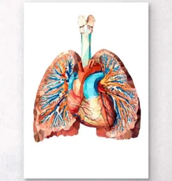 Herz und Lungen Anatomie II | Codex Anatomicus Hot