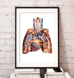 Herz und Lungen Anatomie III | Codex Anatomicus Discount