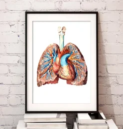 Herz und Lungen Anatomie II | Codex Anatomicus Hot