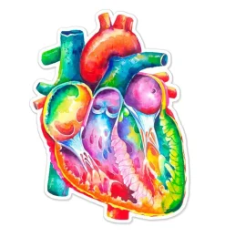 Herzanatomie Aufkleber - Aquarell | Codex Anatomicus Hot