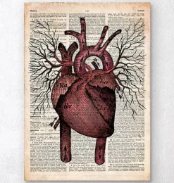 Herzanatomie II - Altes Wörterbuch | Codex Anatomicus Online