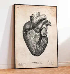Herzanatomiedruck VII | Codex Anatomicus Best