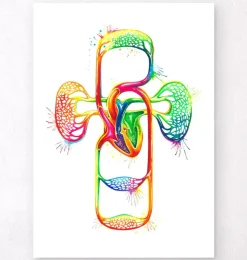 Herz-Kreislauf-System - Aquarell | Codex Anatomicus New