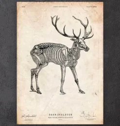 Hirsch skelett | Codex Anatomicus Outlet