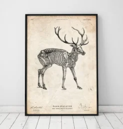 Hirsch skelett | Codex Anatomicus Outlet