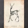 Hirsch Skelett II | Codex Anatomicus Best