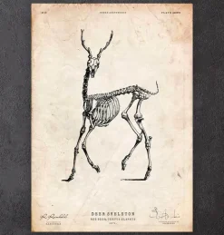 Hirsch Skelett II | Codex Anatomicus Best
