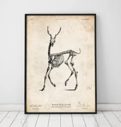 Hirsch Skelett II | Codex Anatomicus Best