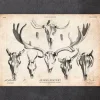 Hirsch und Elchn Shädel | Codex Anatomicus Discount
