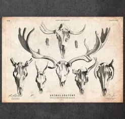 Hirsch und Elchn Shädel | Codex Anatomicus Discount