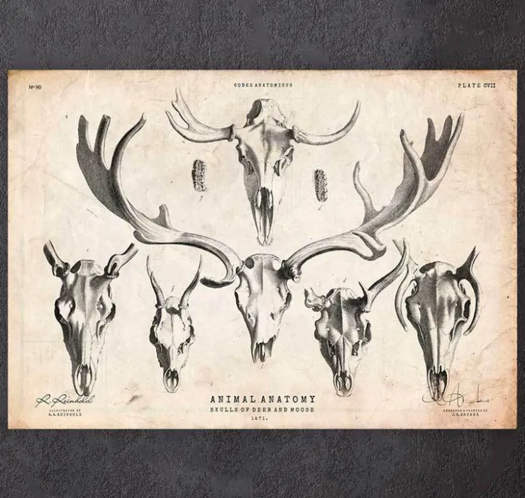 Hirsch und Elchn Shädel | Codex Anatomicus Discount