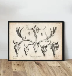 Hirsch und Elchn Shädel | Codex Anatomicus Discount