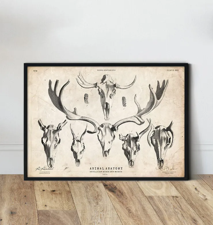 Hirsch und Elchn Shädel | Codex Anatomicus Discount