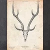 Hirschschädel II | Codex Anatomicus Online