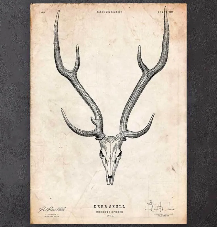 Hirschschädel II | Codex Anatomicus Online