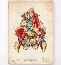 Iliacus- und Psoas-Muskeln - Floral - Vintage | Codex Anatomicus Clearance