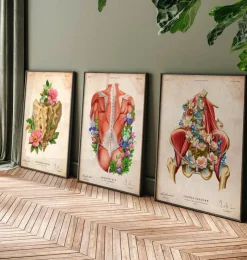Iliacus- und Psoas-Muskeln - Floral - Vintage | Codex Anatomicus Clearance