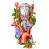 Kehlkopf, Aorta, Schilddrüsen Anatomie Aufkleber - Blumen | Codex Anatomicus Clearance