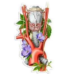 Kehlkopf, Aorta, Schilddrüsen Anatomie Aufkleber - Blumen | Codex Anatomicus Clearance