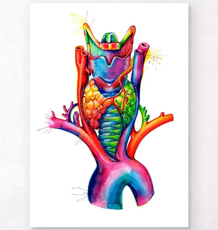 Kehlkopf, Schilddrüse und Aorta - Aquarell | Codex Anatomicus Sale