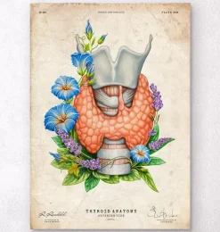 Kehlkopf, Schilddrüse und Aorta - Aquarell - Weiß | Codex Anatomicus New