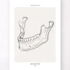 Kiefer Anatomie - Line-Art | Codex Anatomicus Online