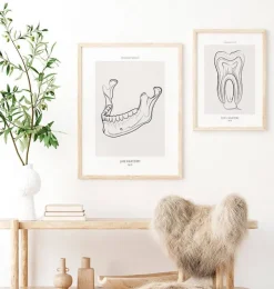 Kiefer Anatomie - Line-Art | Codex Anatomicus Online