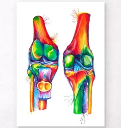 Knie Anatomie - Aquarell | Codex Anatomicus Hot