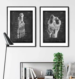 Knie Anatomie - Chalkboard | Codex Anatomicus Hot