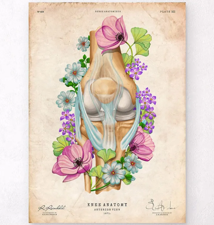 Knie Anatomie - Floral - Vintage | Codex Anatomicus Online