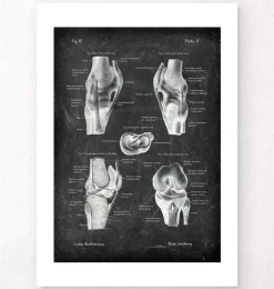 Knie Anatomie II - Chalkboard | Codex Anatomicus Clearance